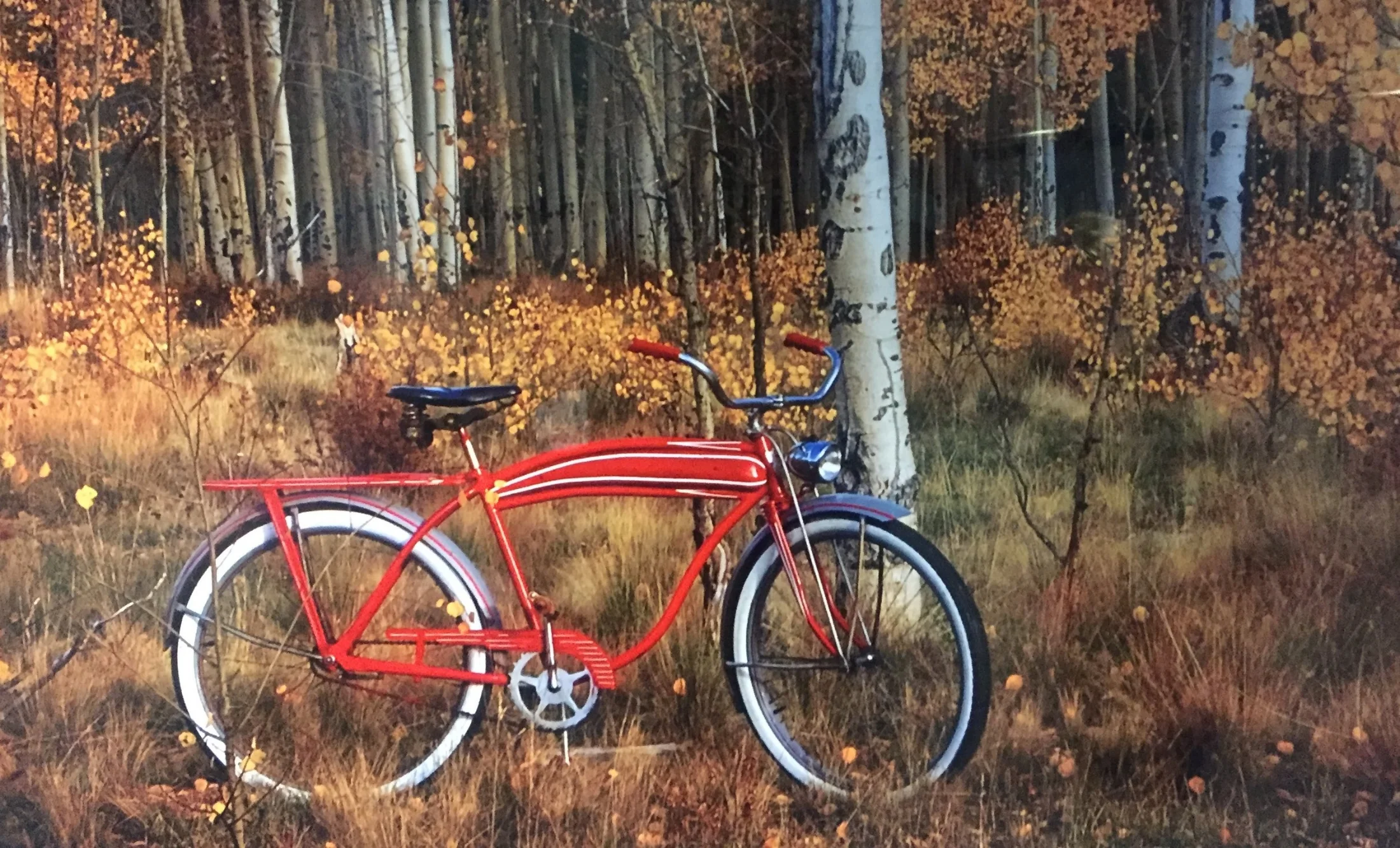 Bike in trees.jpg