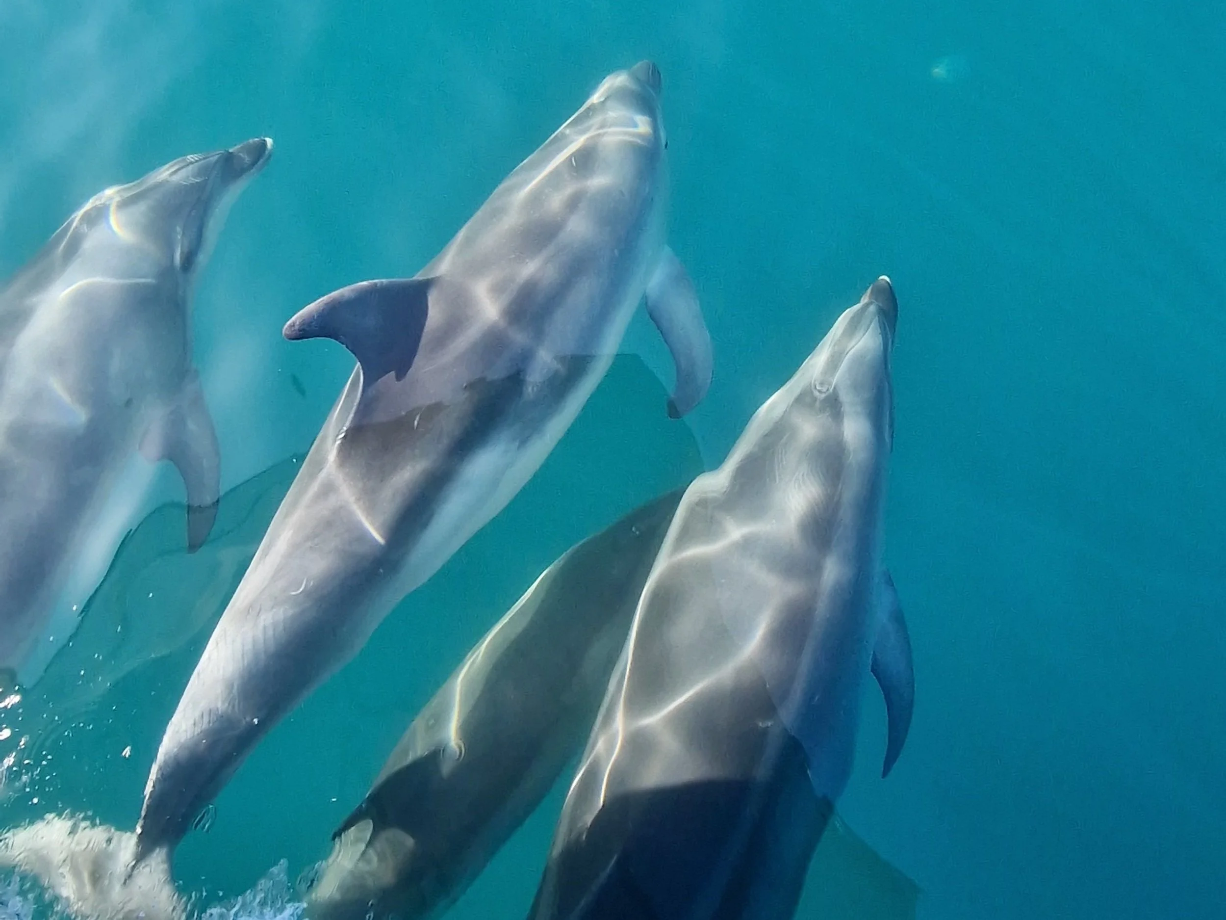 dolphin-watching-nelson-new-zealand.jpg