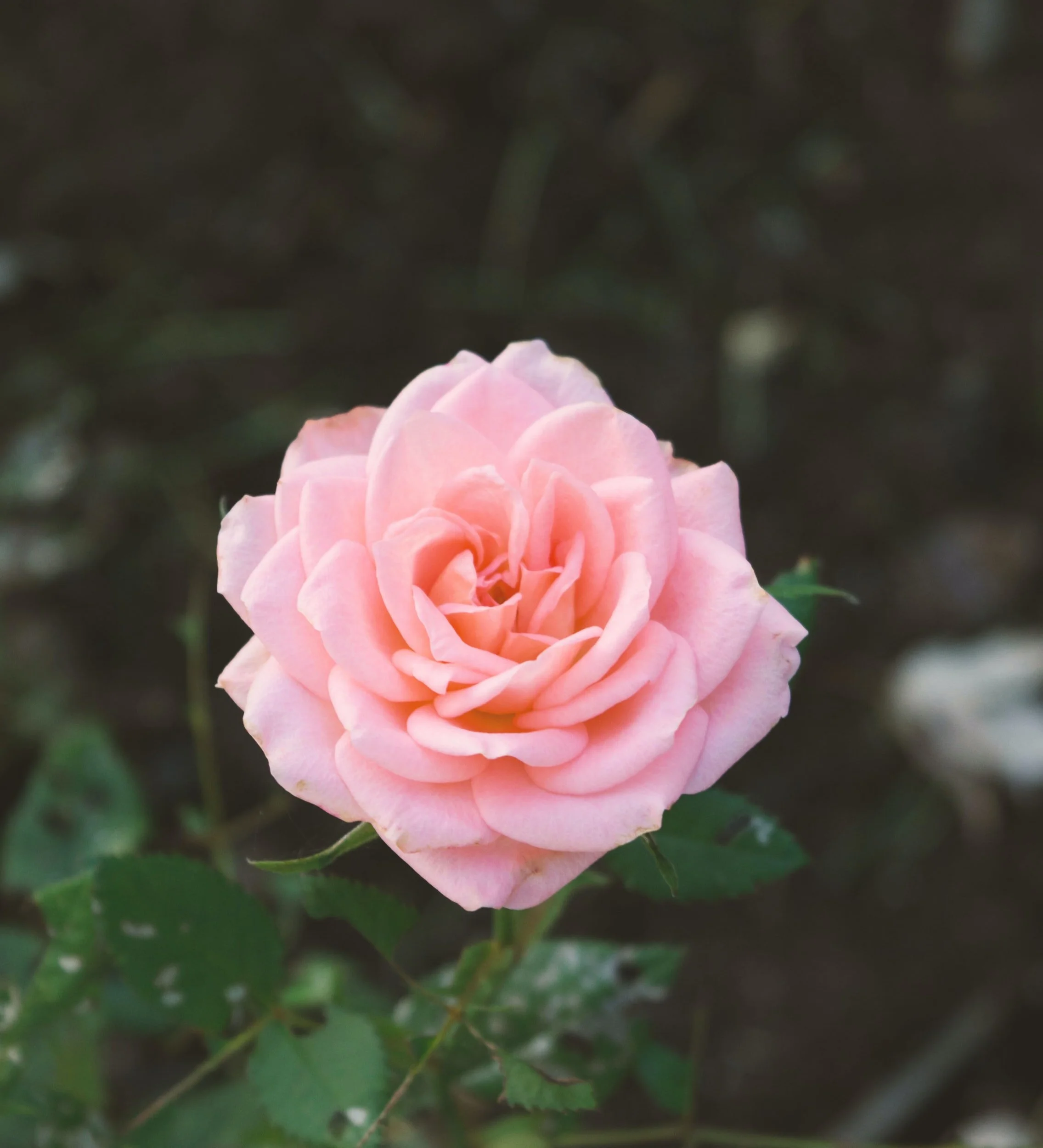 A Mom's Journey Through Grief and Hope