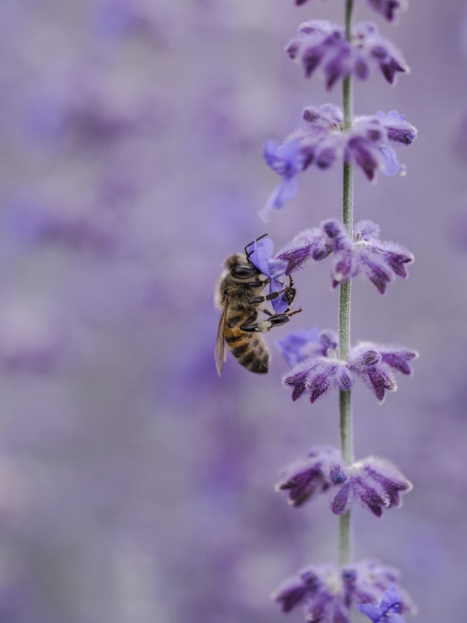 unsplash bee on lavender.jpg