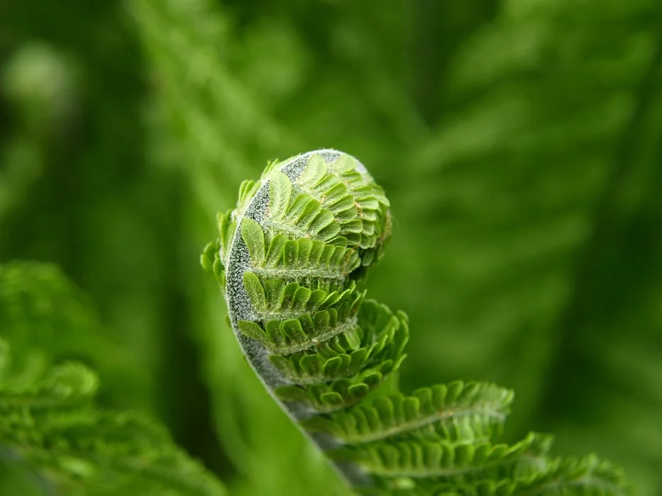 fern unfolding.jpeg