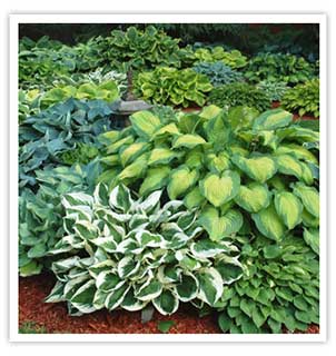 kridler-nursery.jpg