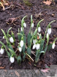 Galanthus Nivalis