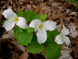 #8 Trillium grandiflorum