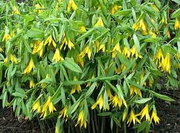 #6 Uvularia grandiflora, merry bells