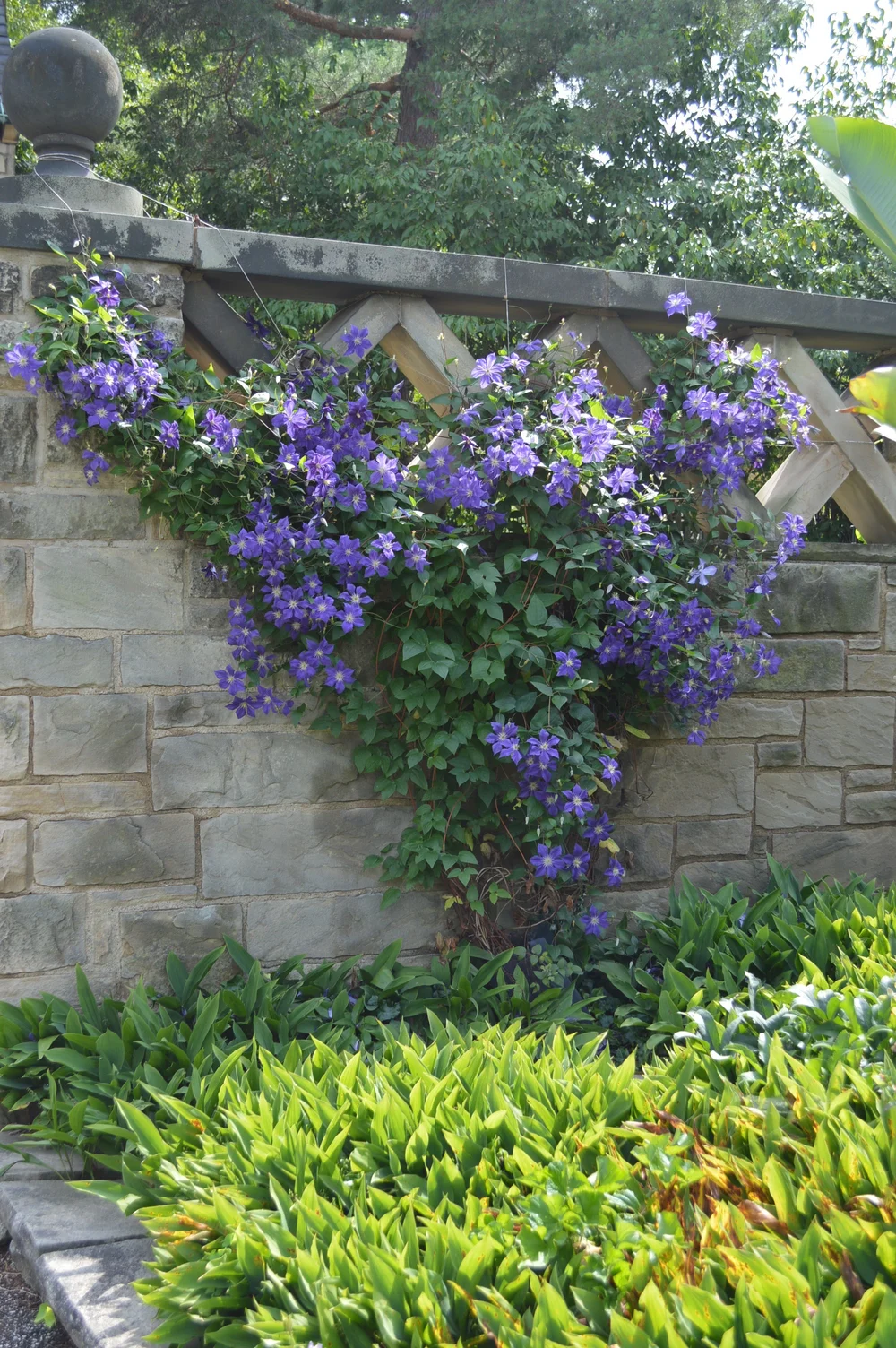 A Proclivity For Clematis Shaker Lakes Garden Club