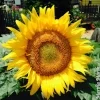 maasthead sunflower.jpg