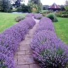 lavender.jpg