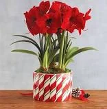 amaryllis.jpg