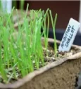 seed starting.jpg