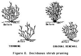 pruning.jpg