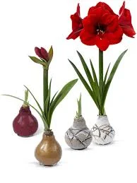 amaryllis.jpg