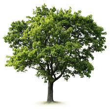 trees.jpg