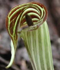Jack-in-the-Pulpit