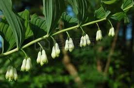 Solomon's Seal