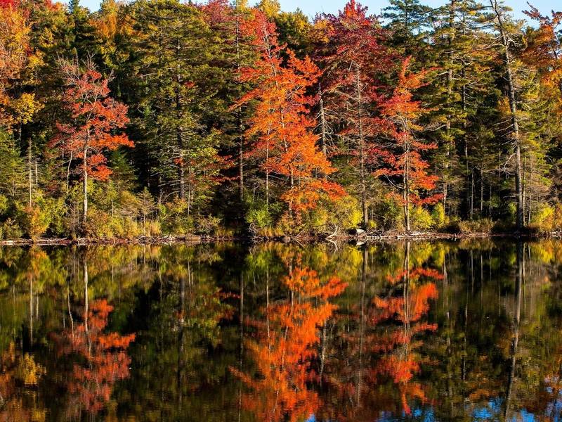 fall-foliage-shutterstock-1536414505-1372.jpg