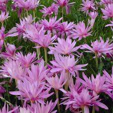 crocus2.jpg