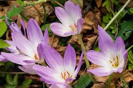 crocus.jpg