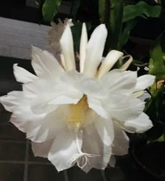 Night Blooming Cereus in her glory