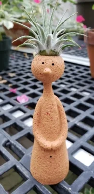 The Thinker with a Tillandsia hairdo!