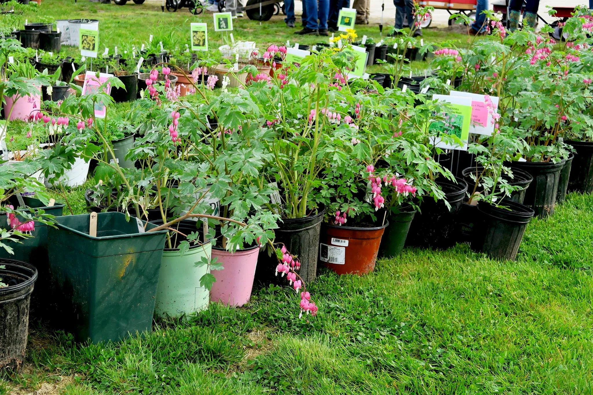 plant-sale-2017-69.jpg