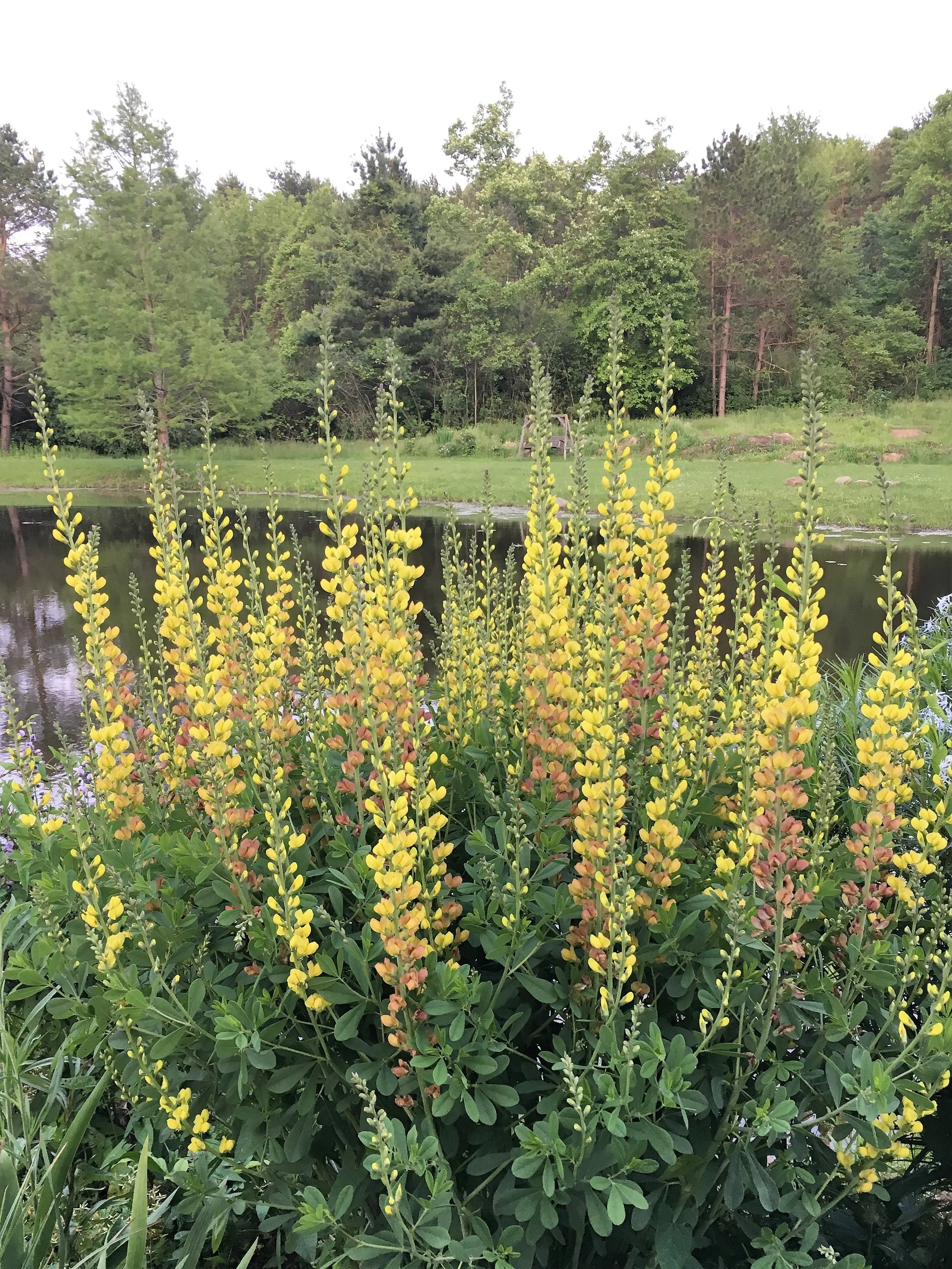 IMG_0132 Baptisia.jpg