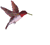 hummingbird.gif