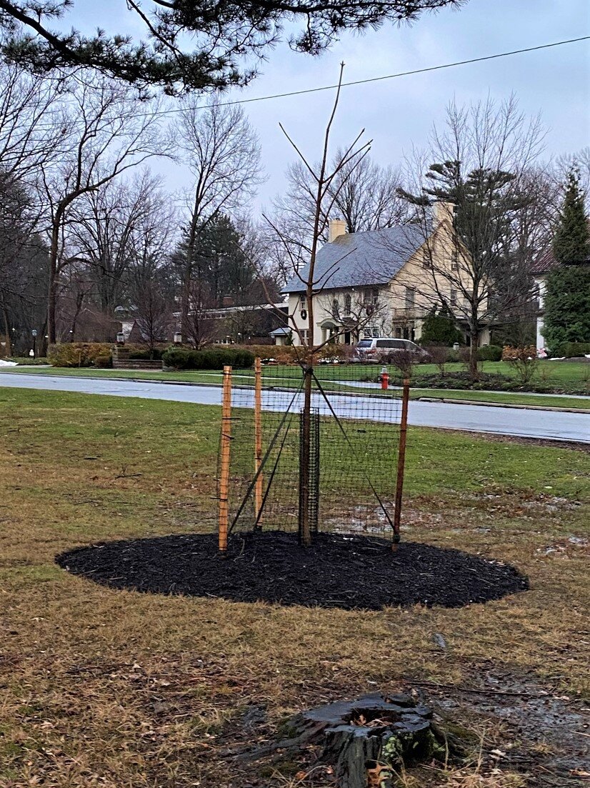  December 11, the protective fencing and stakes are set around the Buckeye.  The stump in the foreground is from the 2019 microburst. 