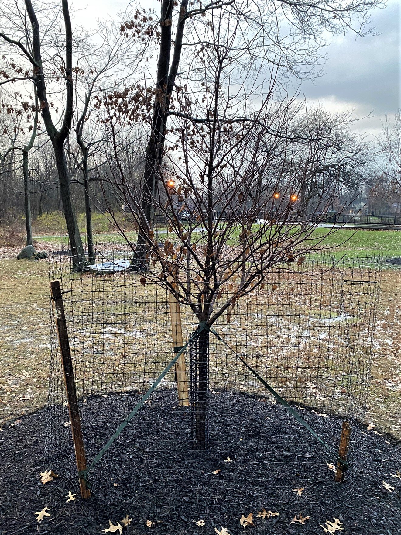   Our trees are happy!  This is the Ironwood, all settled in for winter. 