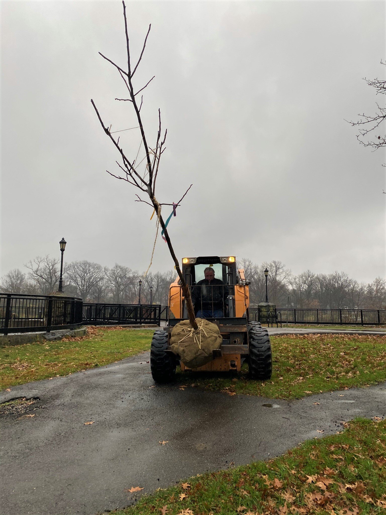  Kentucky Coffee Tree is delivered, in the driving sleet, to its site. 