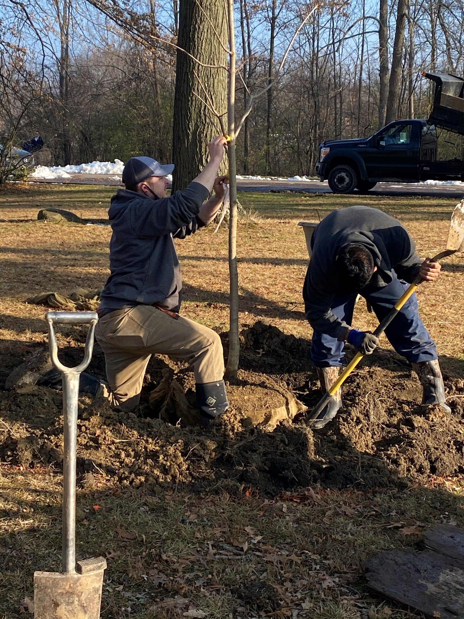  The hole is dug for the tree ball, and the ball is set upright.  Certified Arborist Anthony Angelotta is setting the Yellow Buckeye in place. 