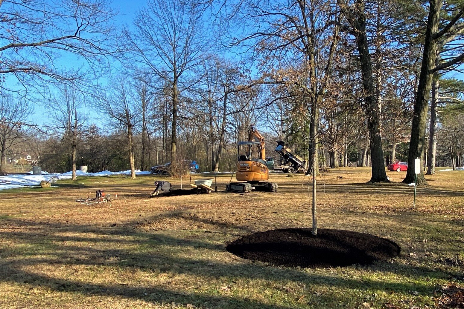  The Chinkapin Oak is planted, foreground, as the Ironwood is planted beyond. 