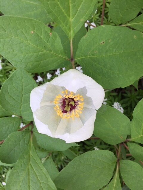  This lovely plant reappeared in my garden this year, long after I had assumed that it must have been an annual. I bought three of them at a Joint Meeting years ago, when the speaker was a peony grower who had some plants to sell. Billed as a perenni
