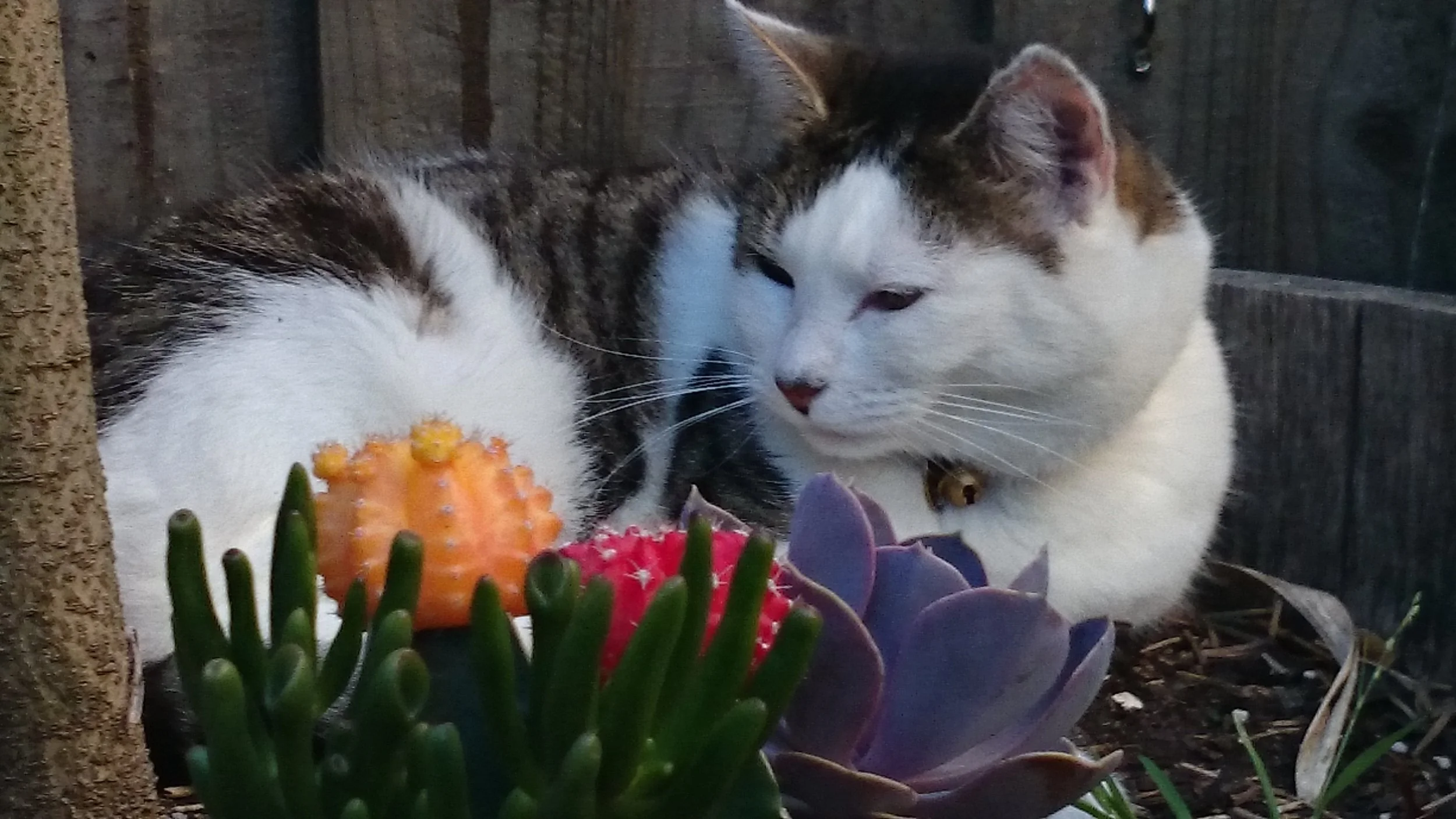 Teacher Tag: Mr Campbell