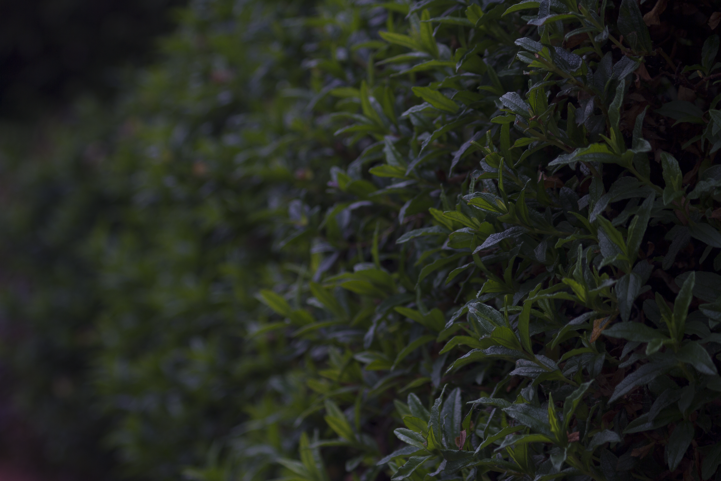 _MG_0666.png