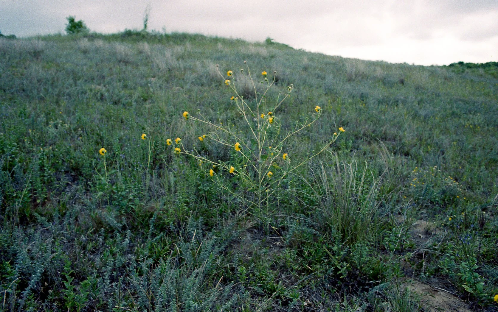 img136.jpg
