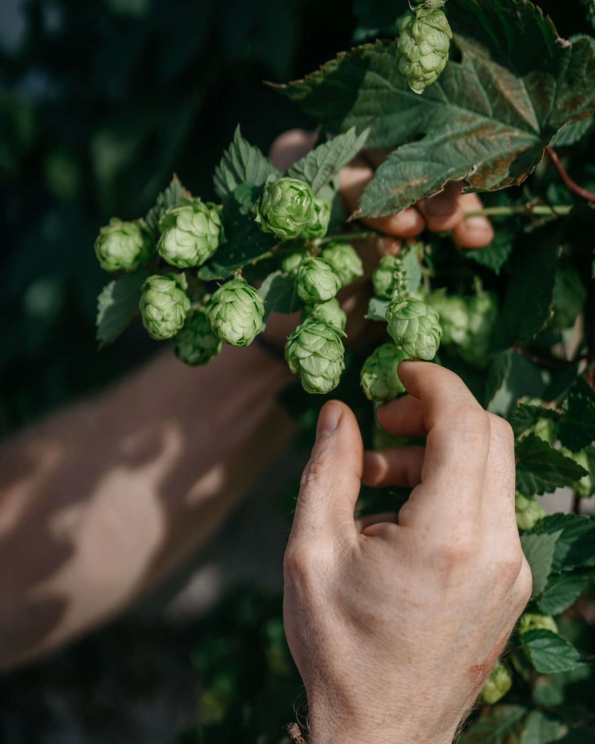 sqsp-hop-harvest-20190830-08719.jpg