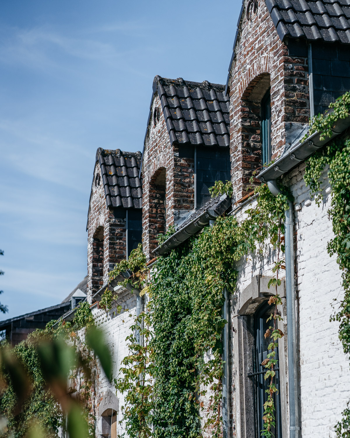 sqsp-hop-harvest-20190830-09137.jpg