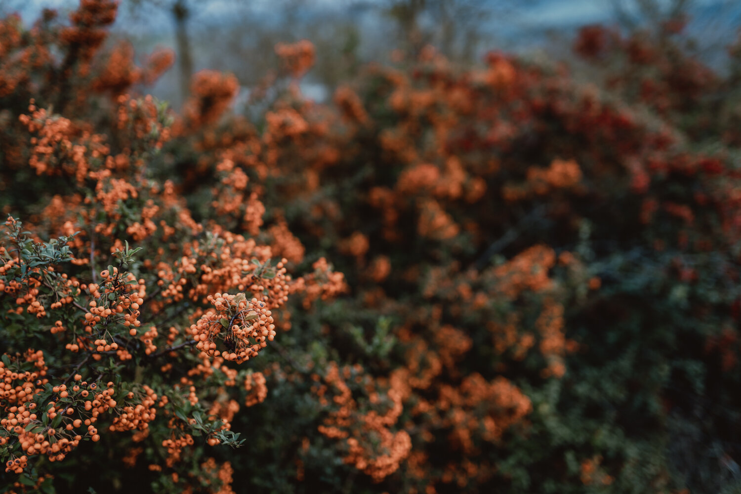 sqsp-09156.jpg