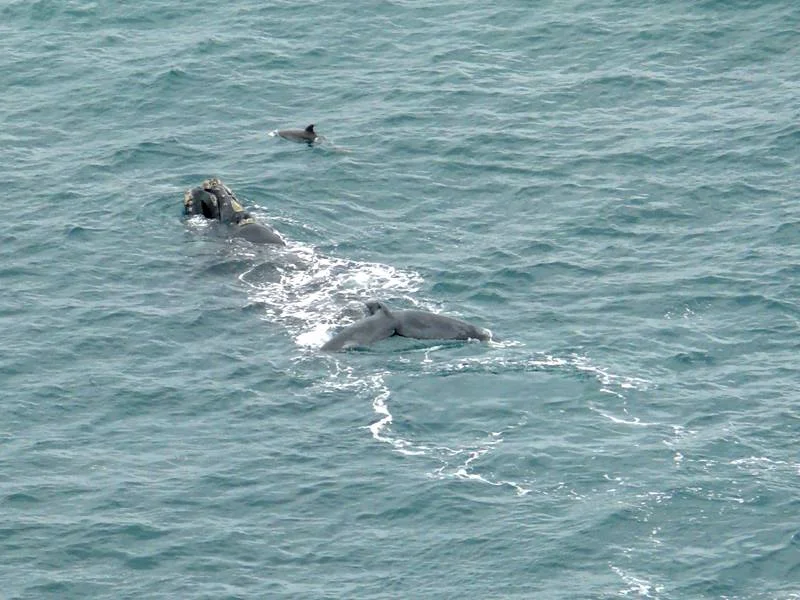Whale and dolphine Elizabeth S-C.jpg