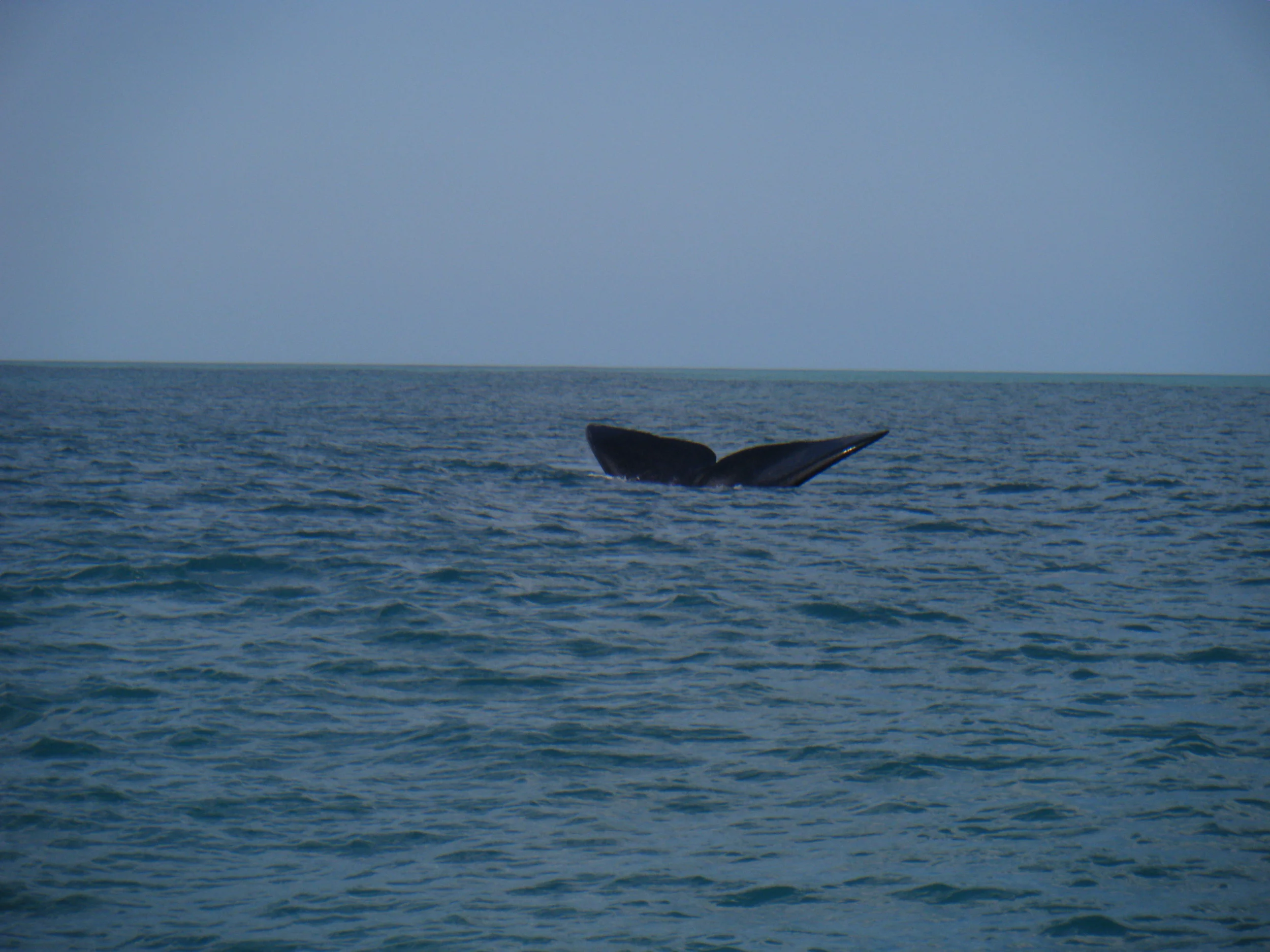 whale tail.jpg