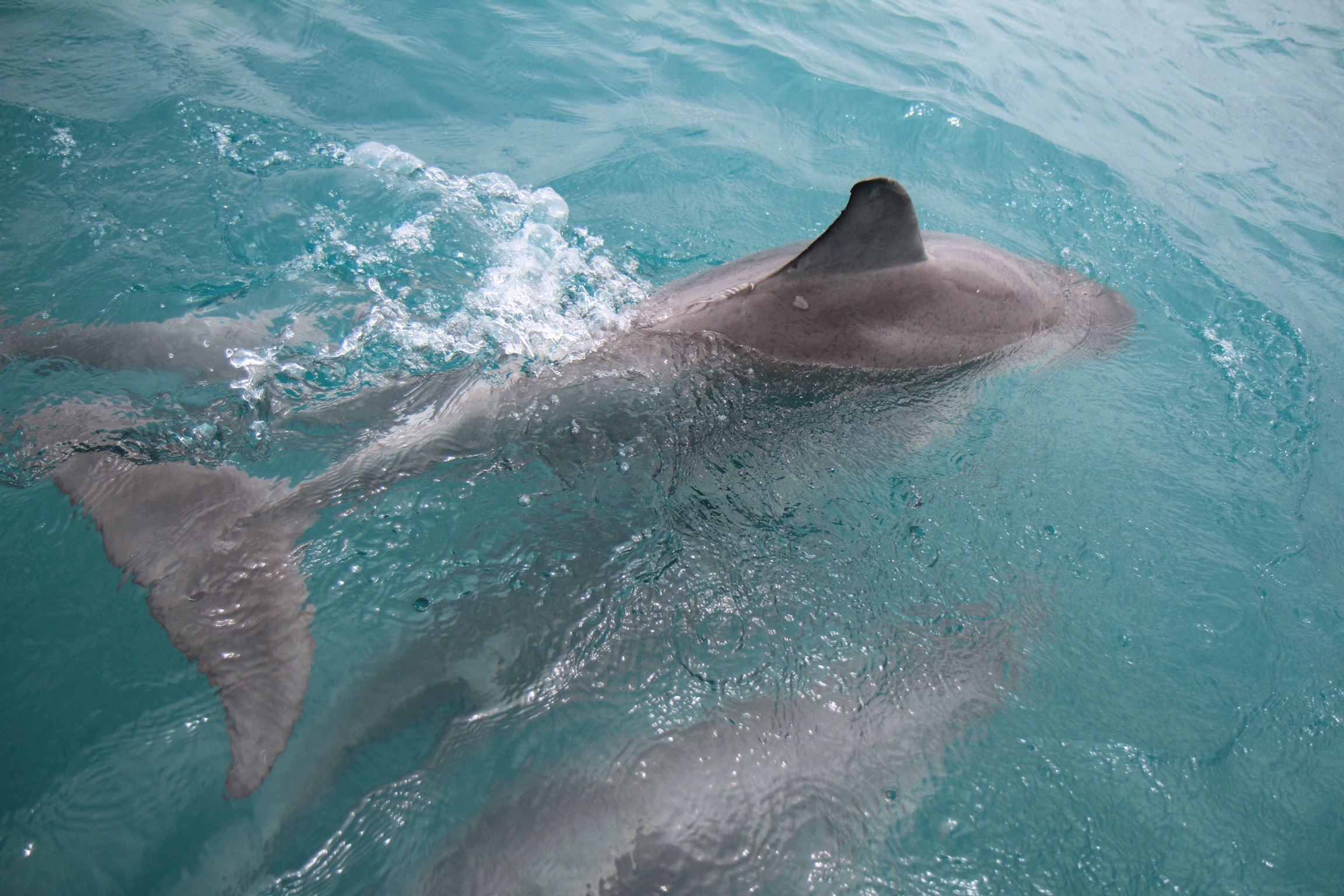 bottle nose dolphin tail