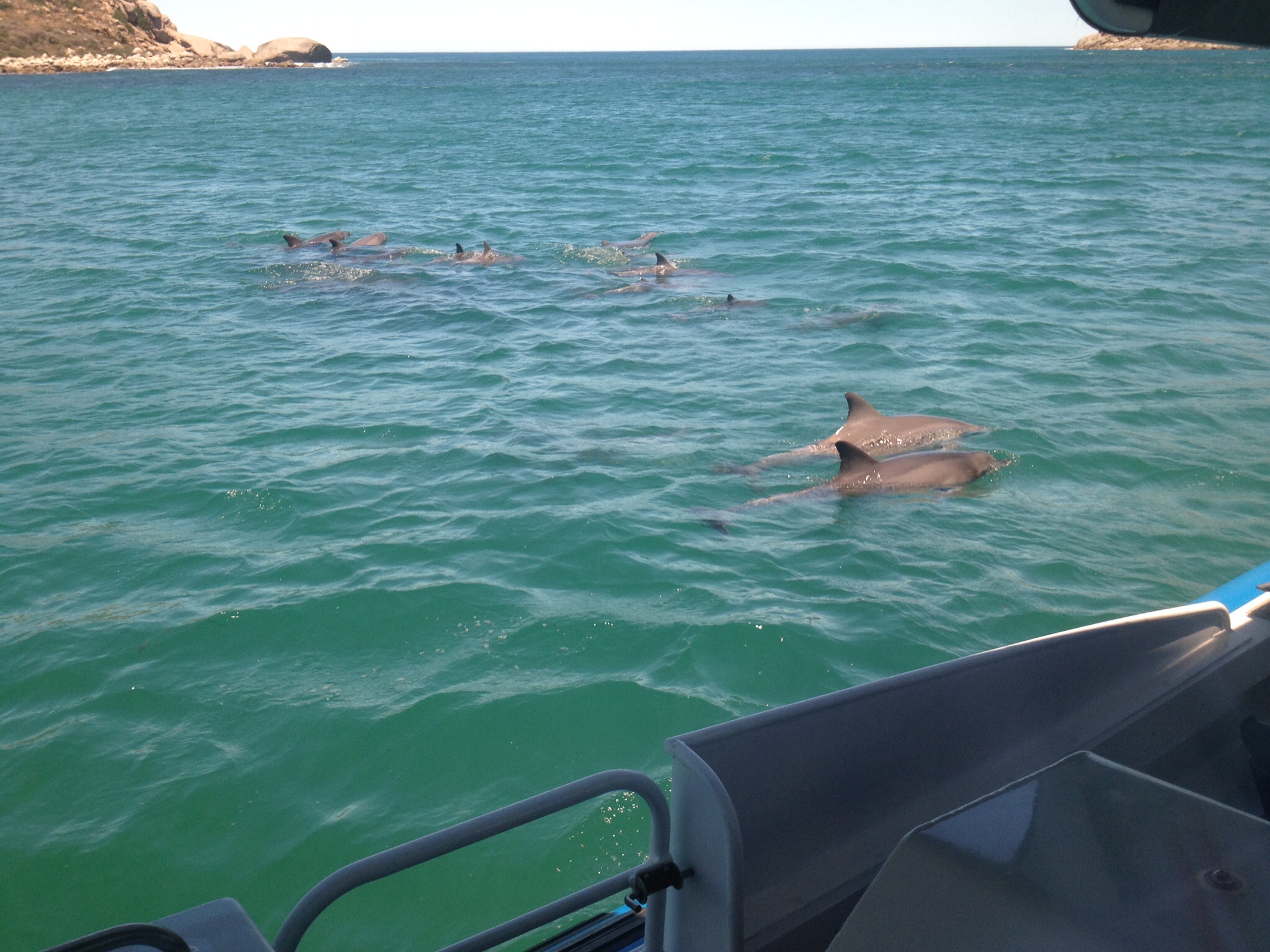 Dolphin pod at Encounter Bay