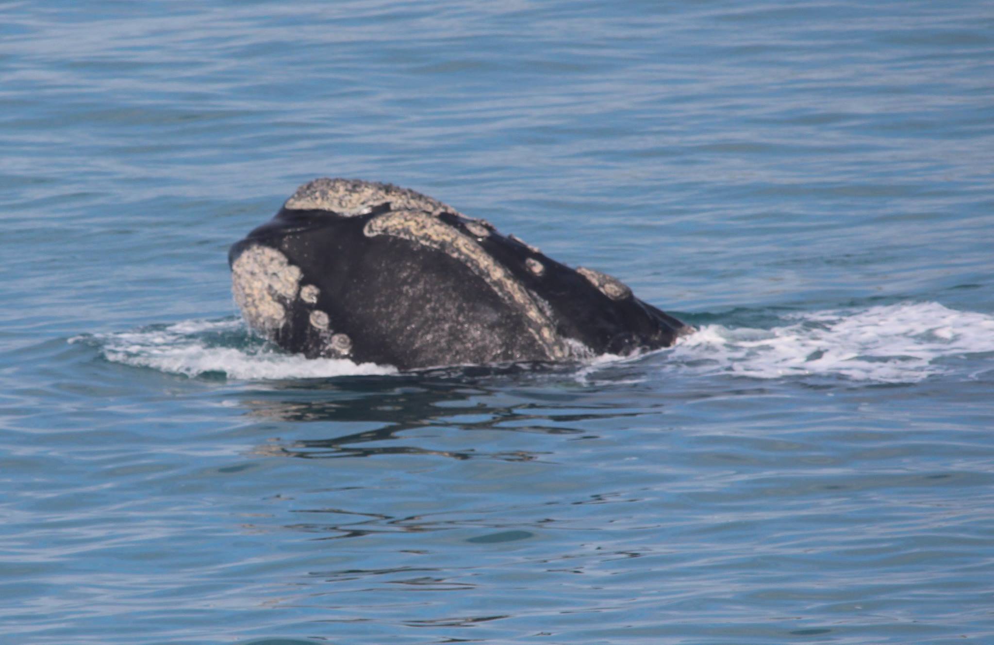 Southern Right Whale