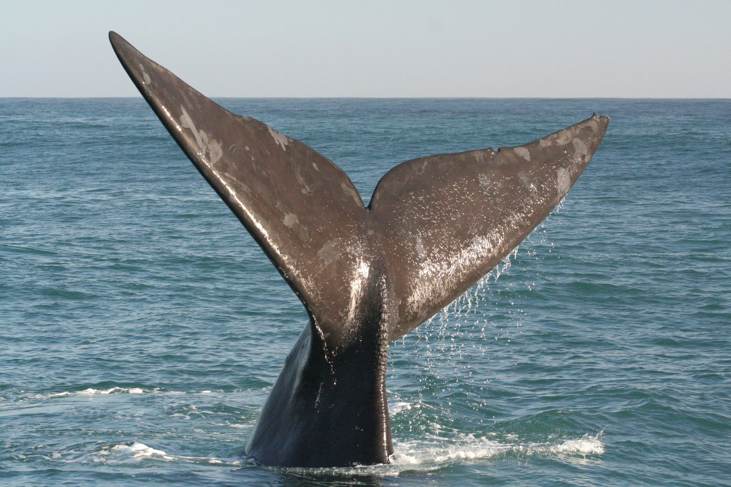 Big Duck Southern Right Whale Tail.jpg