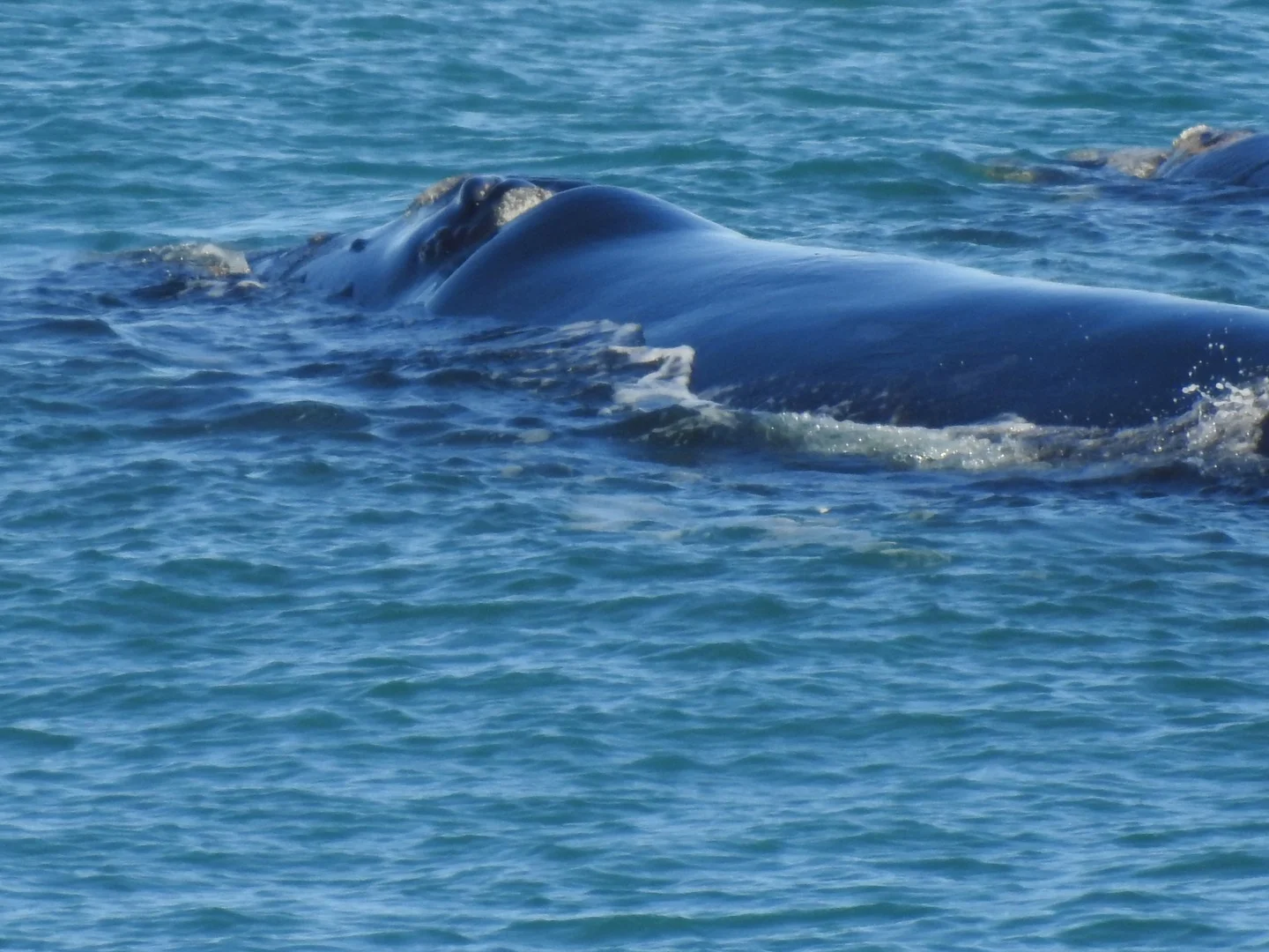 Claire Rees Whale Blog.jpeg