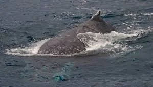 Humpback file photo.jpg