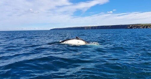 Awesome sightings out on the Duck yesterday! Here&rsquo;s a Humpback who popped up to say hello on our 11am tour yesterday. Plus 2x Southern Right Whales seen on the same tour&hellip;..