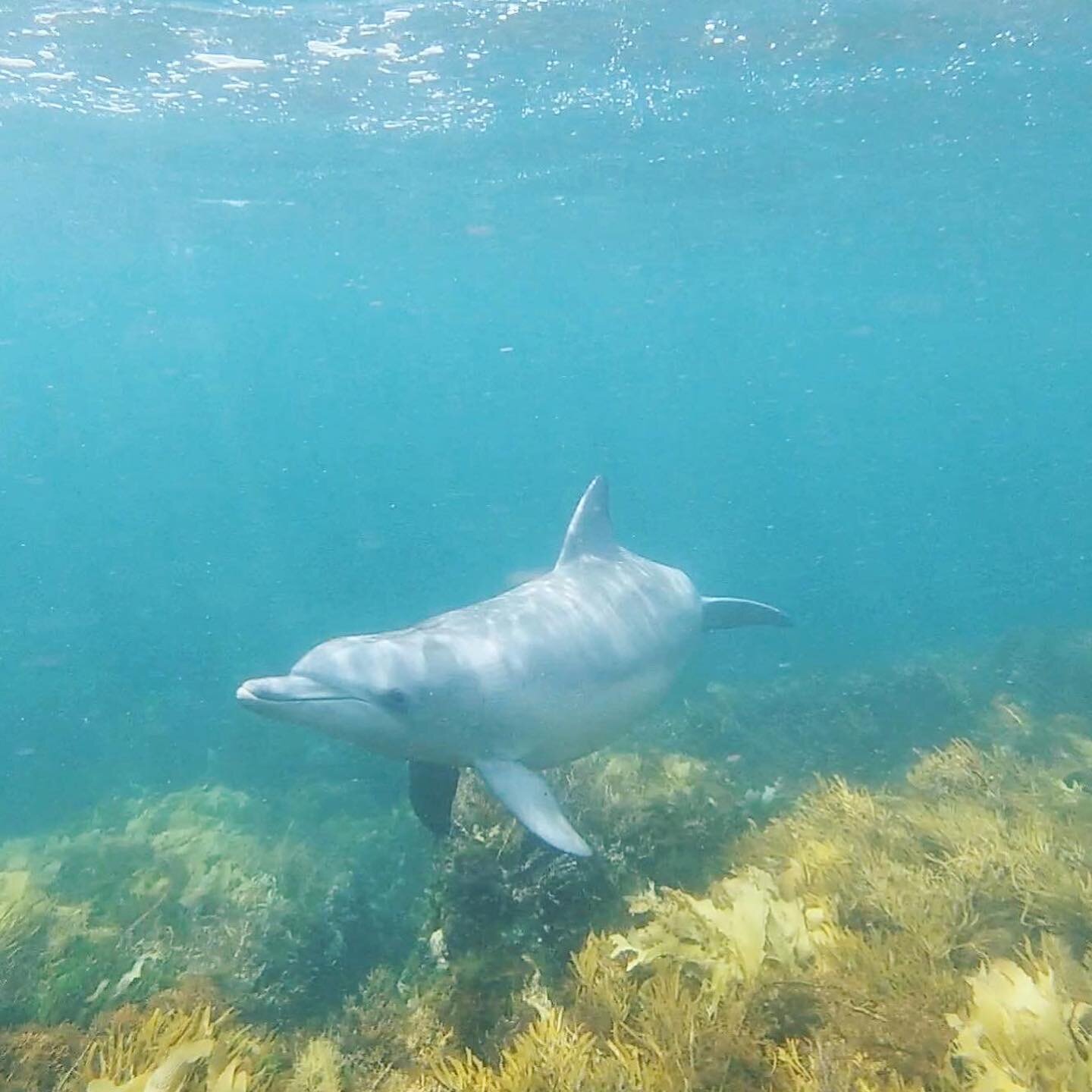 The local pod of Bottlenose dolphins have been spotted frequently from the boat over the last couple of days. Just another reason to brave these brisk winter days and come for a ride!