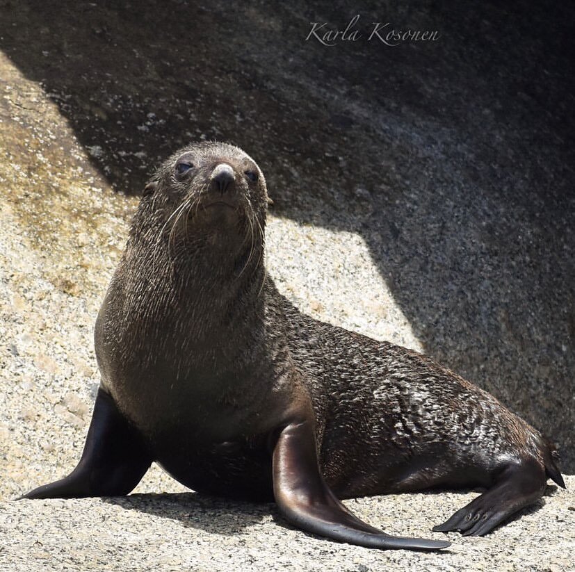 Brilliant photo of a Long-nose fur Seal taken by passenger @karla_bnw